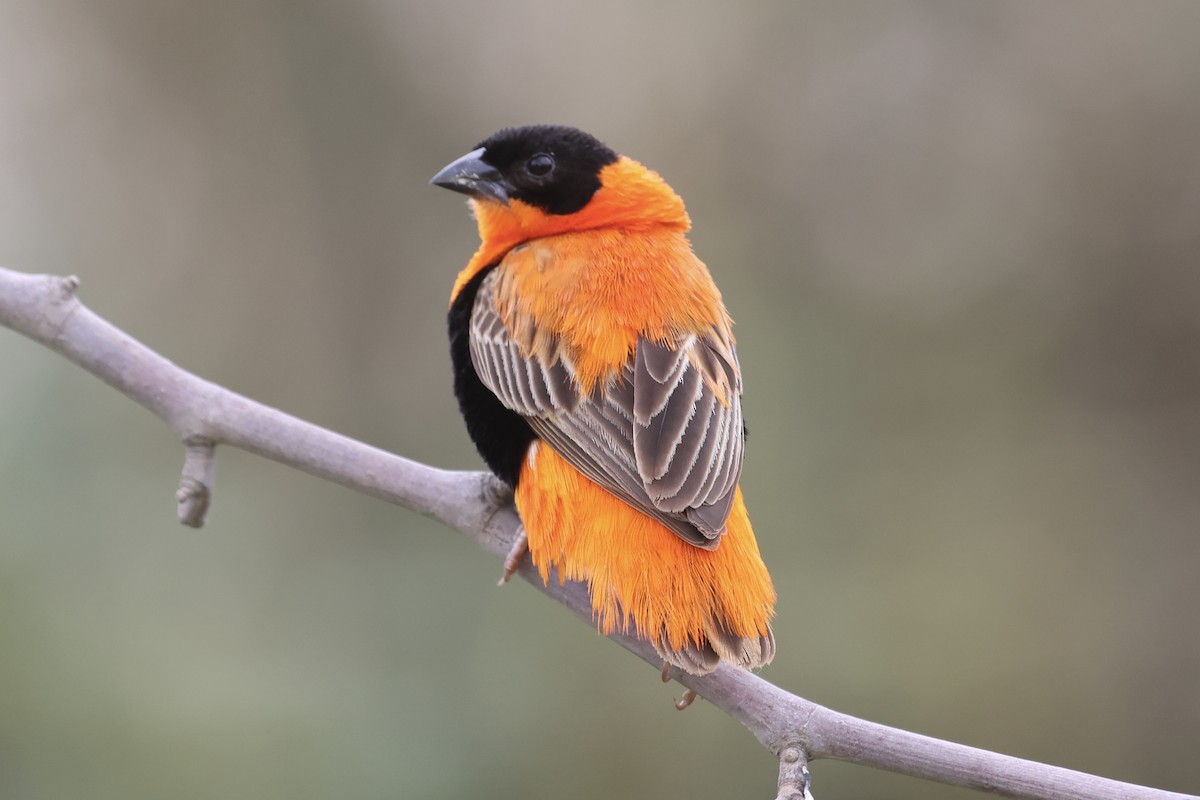 Northern Red Bishop - ML615083682