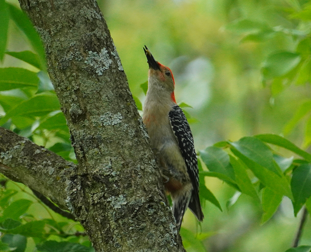 Red-bellied Woodpecker - ML615083684