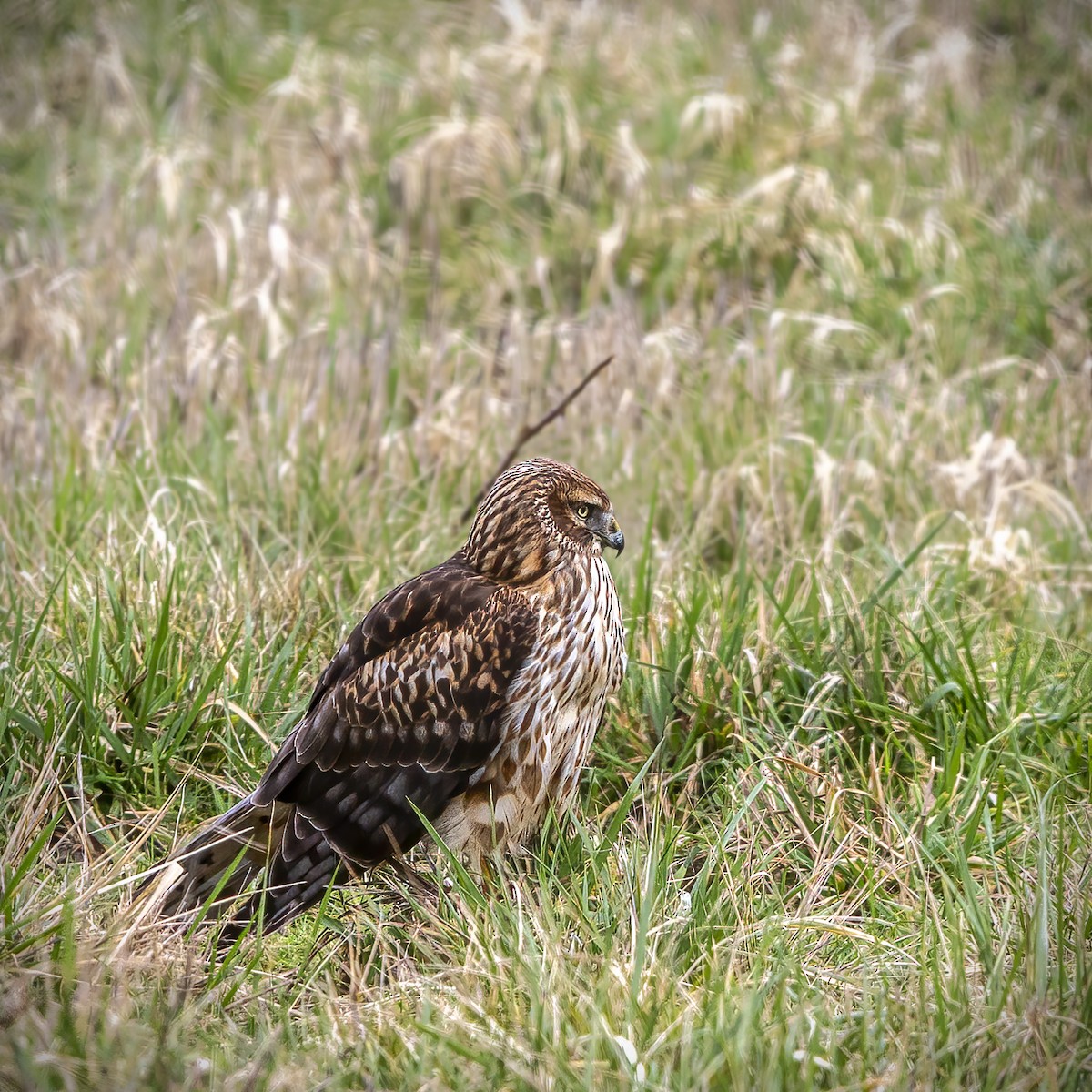 Northern Harrier - ML615083710