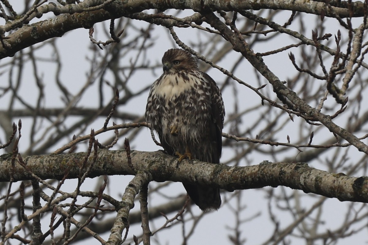 Red-tailed Hawk - ML615083720