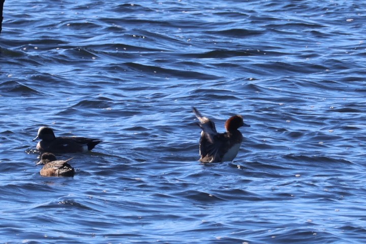 Eurasian Wigeon - ML615083724