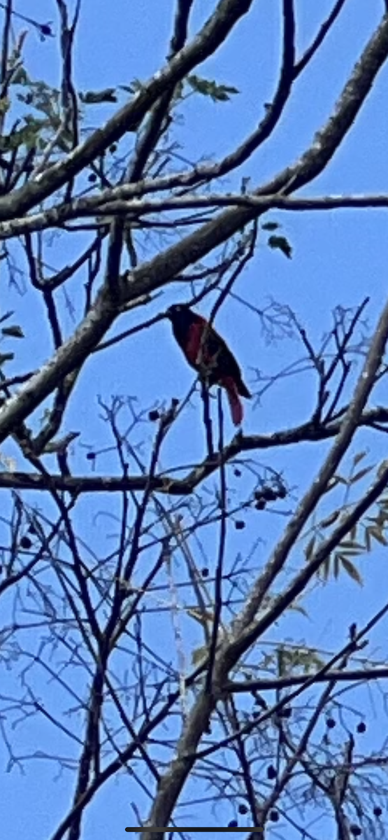 Maroon Oriole - ML615083757