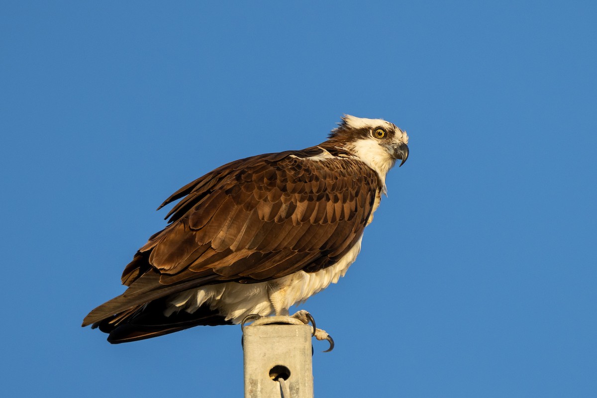 Águila Pescadora - ML615083758