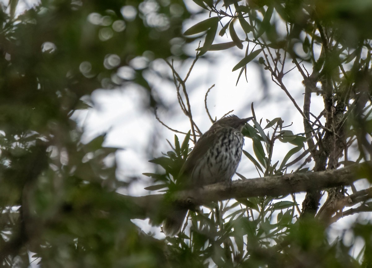 Olive-backed Oriole - ML615083780