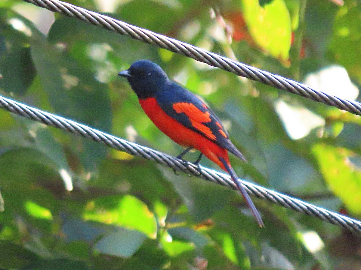 Minivet écarlate - ML615083783