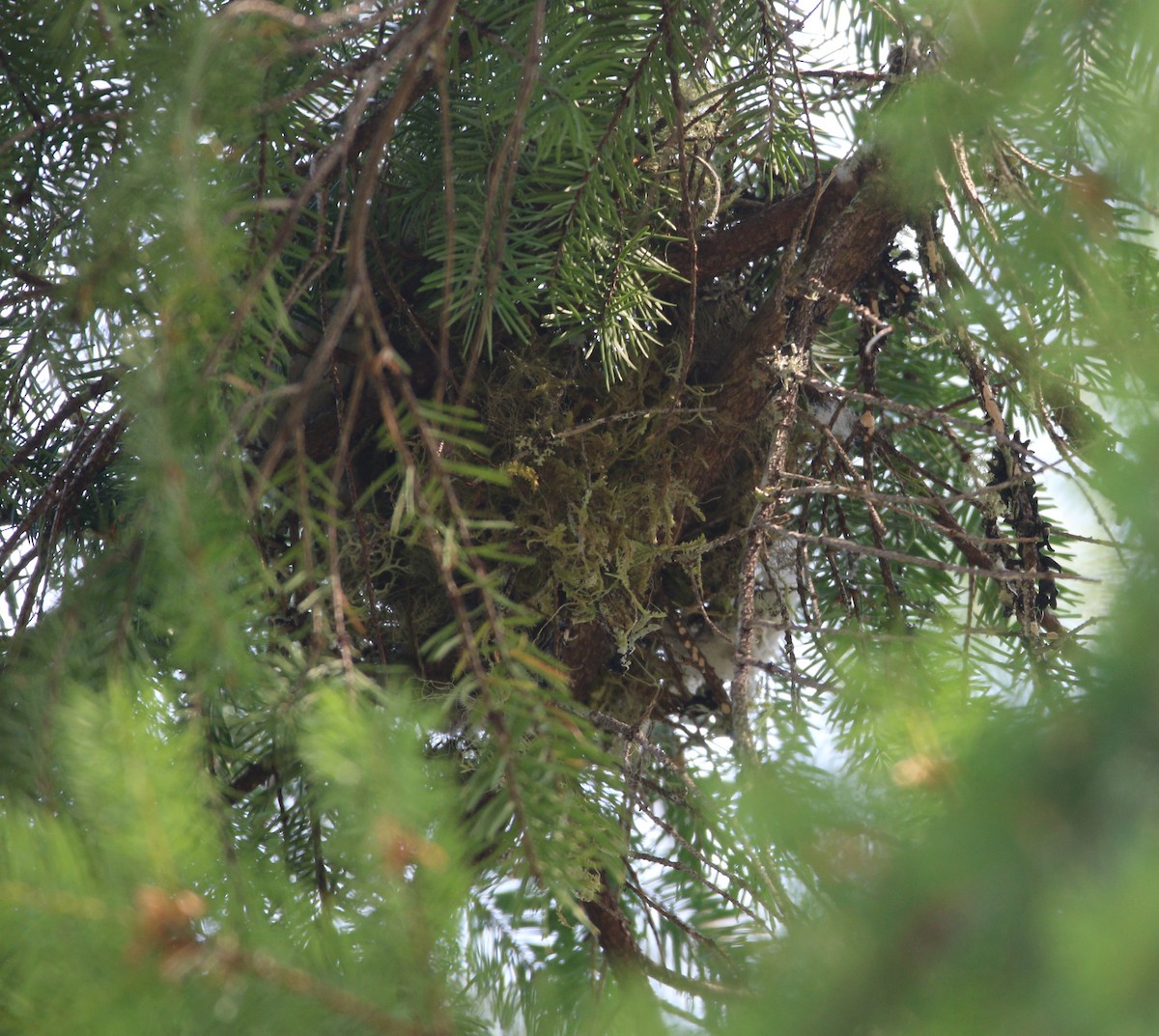 Cedar Waxwing - ML615083788