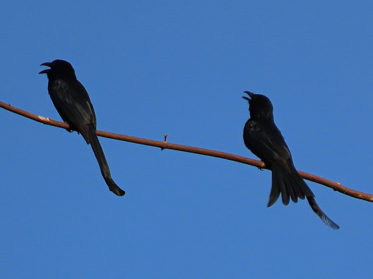 Andaman Drongo - ML615083789