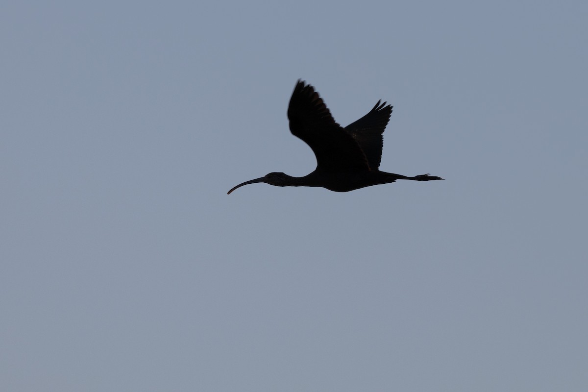 ibis americký - ML615083812