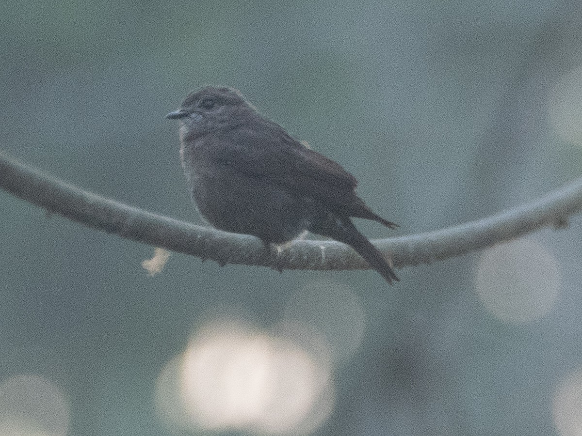 Ussher's Flycatcher - ML615083816