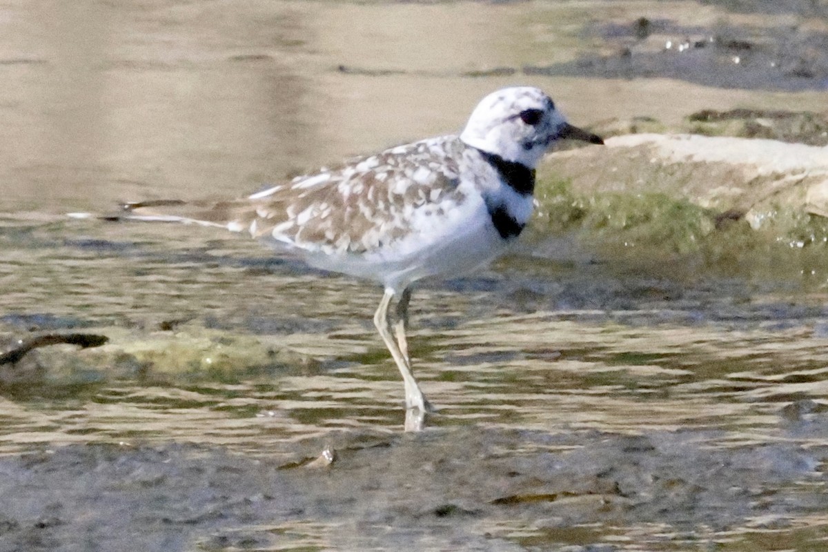 Killdeer - ML615083849