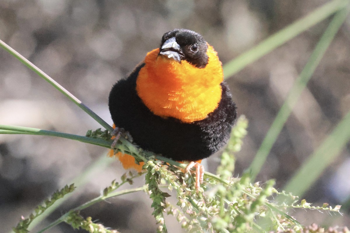 Northern Red Bishop - Daniel Tinoco