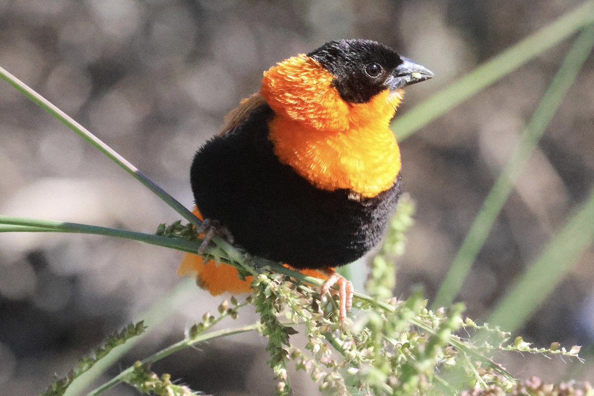 Northern Red Bishop - ML615083865