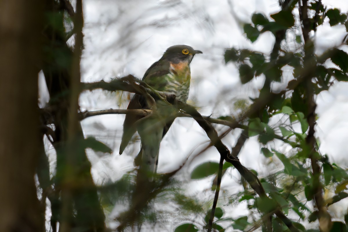 Large Hawk-Cuckoo - Suwat Chubanjong