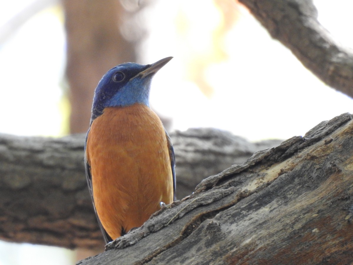 Blue-capped Rock-Thrush - ML615083877