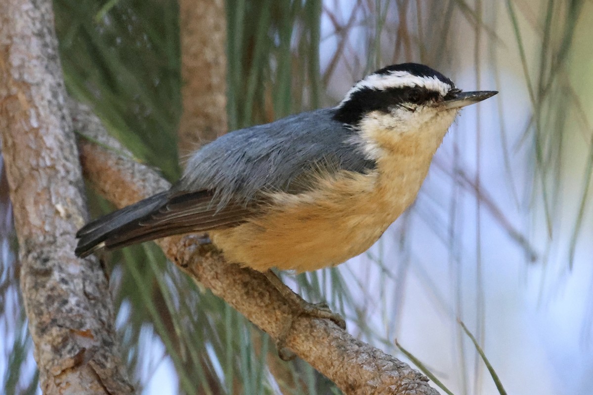 Red-breasted Nuthatch - Daniel Tinoco