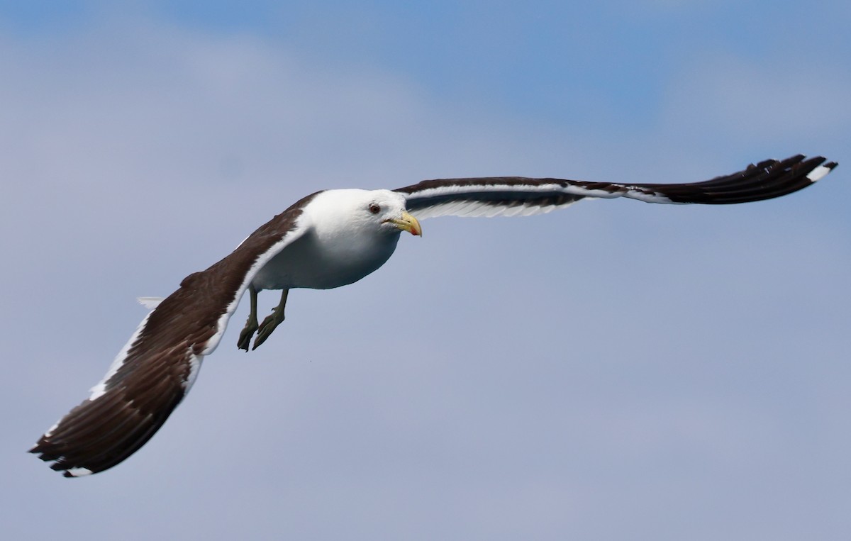 Kelp Gull (dominicanus) - ML615083882
