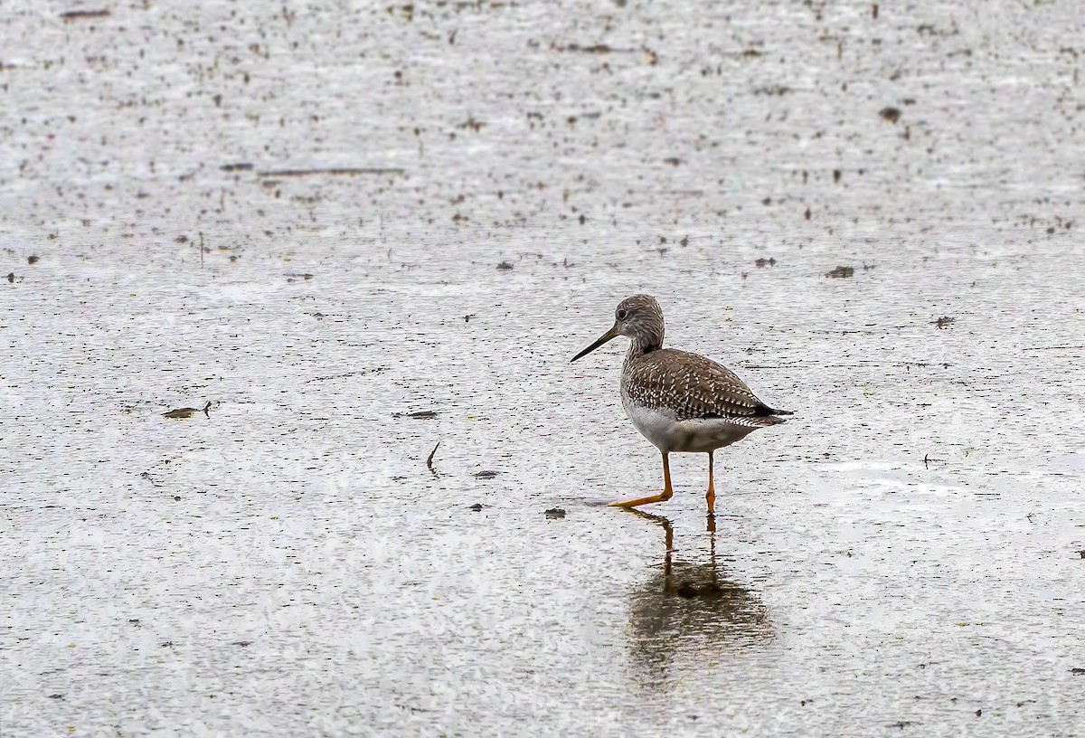 Greater Yellowlegs - ML615083985