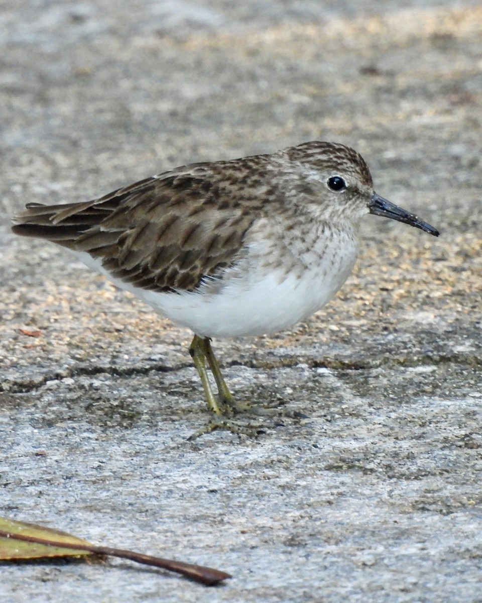 Least Sandpiper - ML615084007