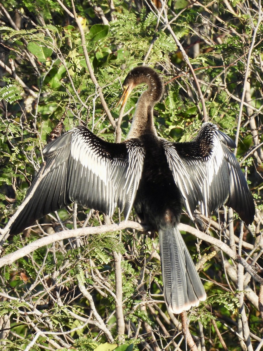 Amerika-Schlangenhalsvogel - ML615084018