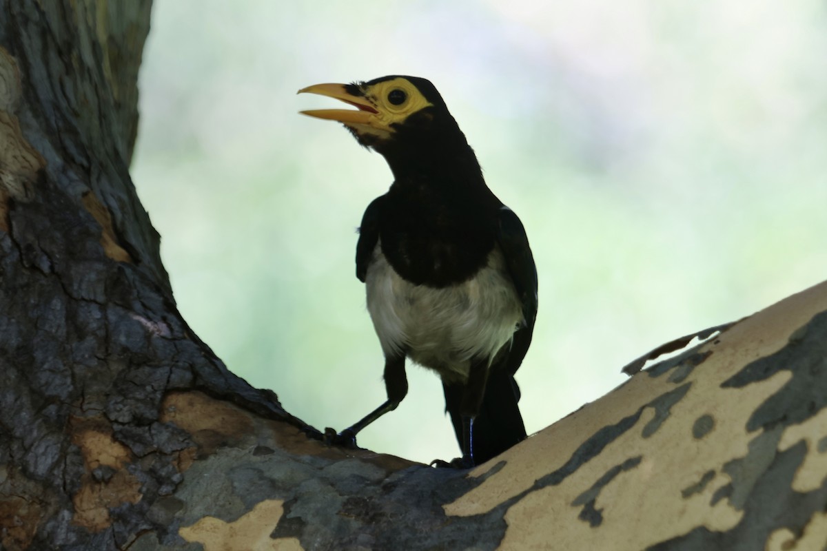 Yellow-billed Magpie - ML615084030