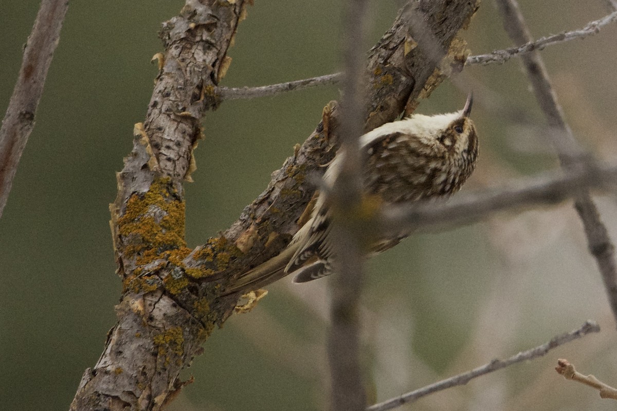 Brown Creeper - ML615084074