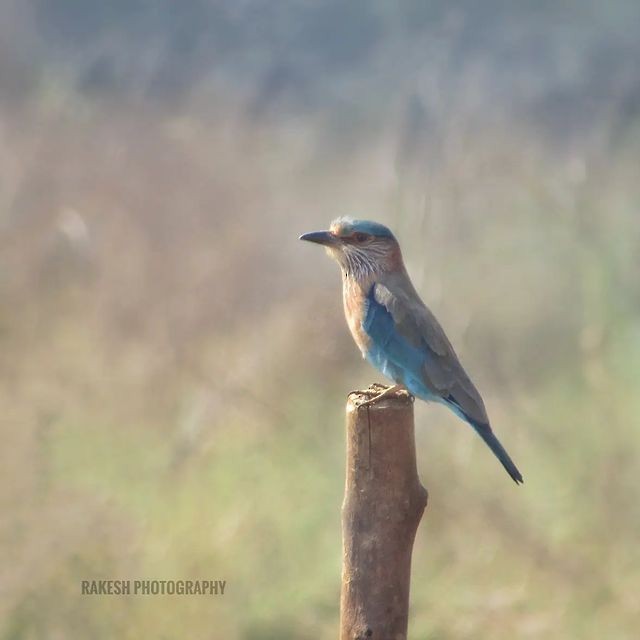 Indian Roller - ML615084076