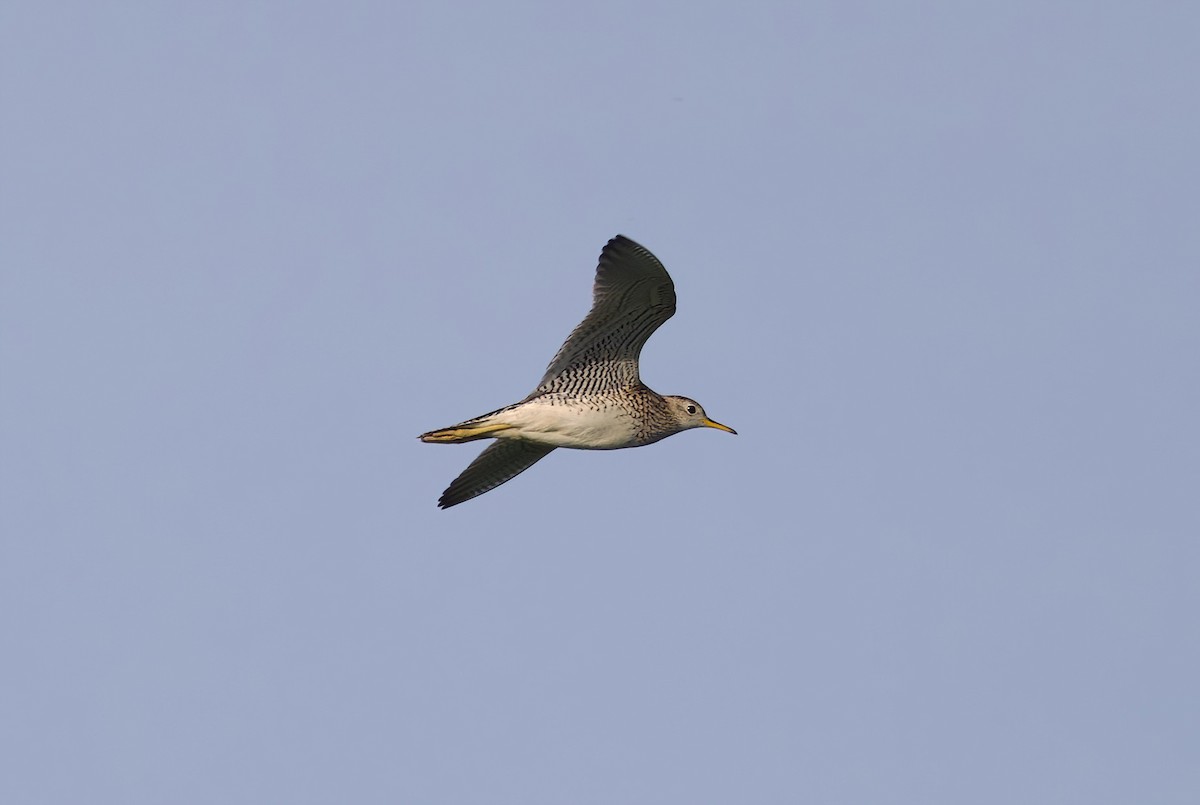 Upland Sandpiper - ML615084126