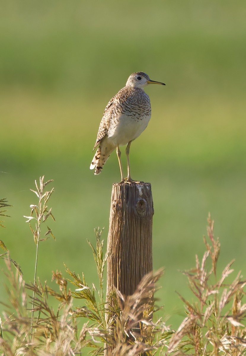 Upland Sandpiper - ML615084127