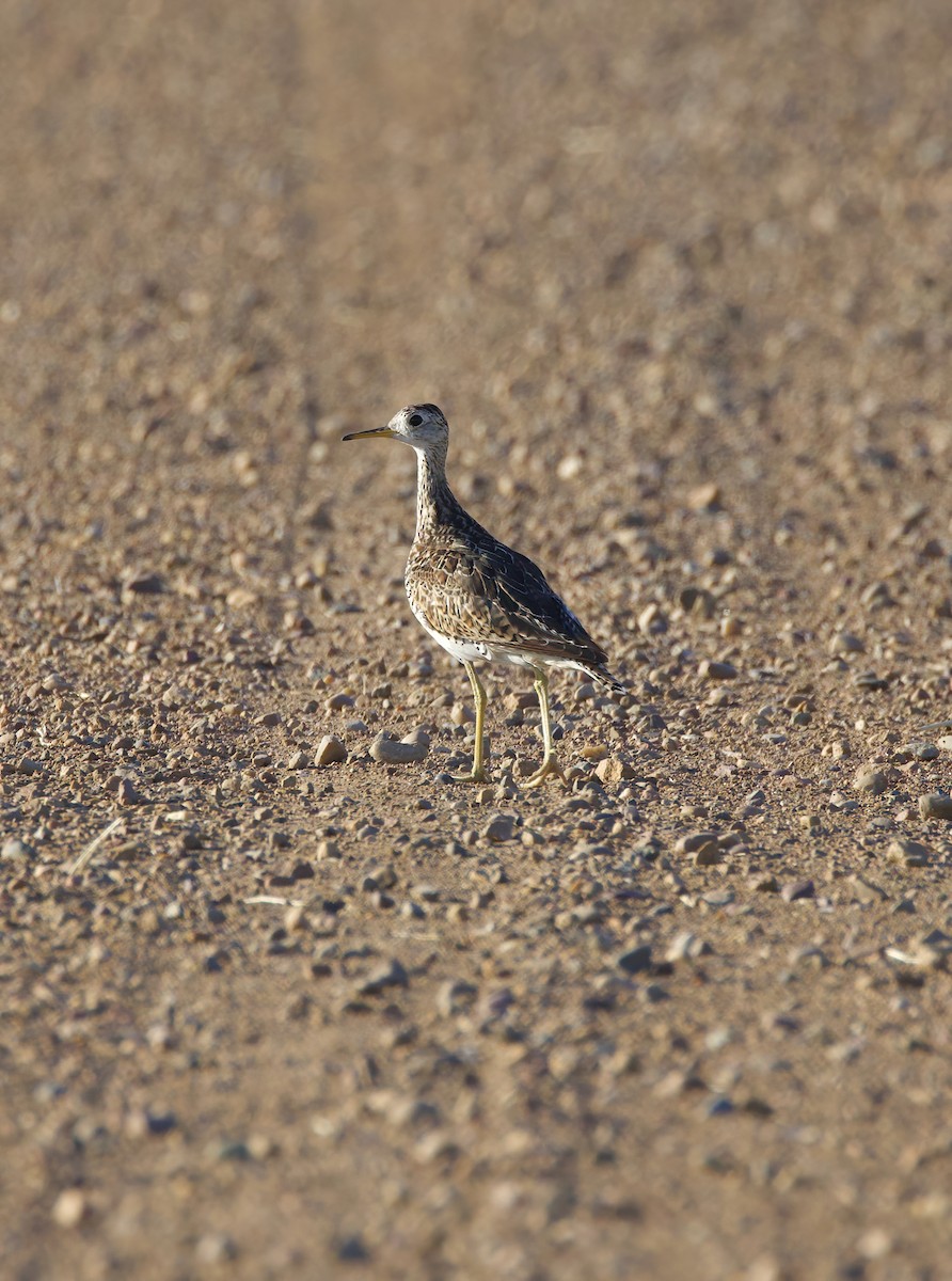 Upland Sandpiper - Matt Yawney