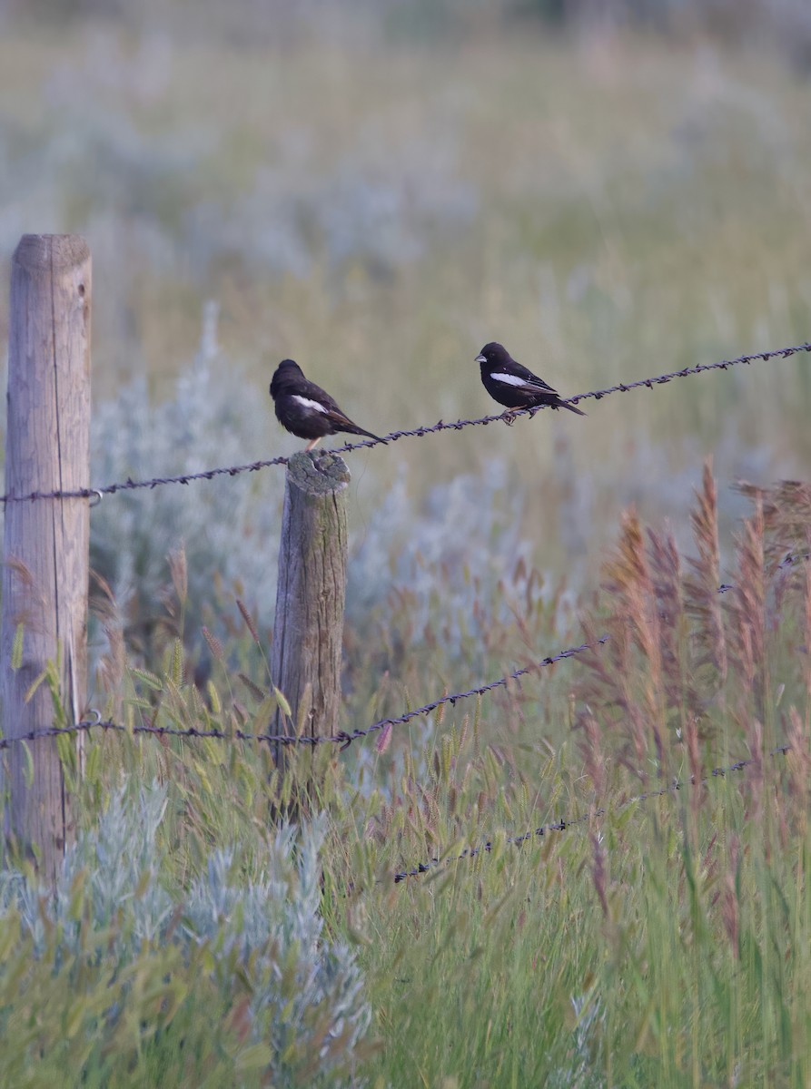 Lark Bunting - Matt Yawney