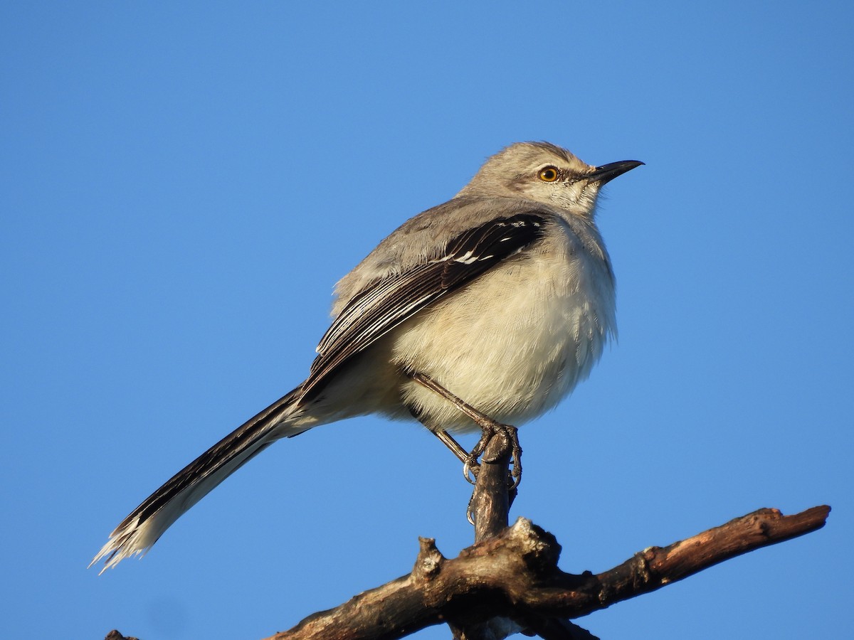 Tropical Mockingbird - ML615084165