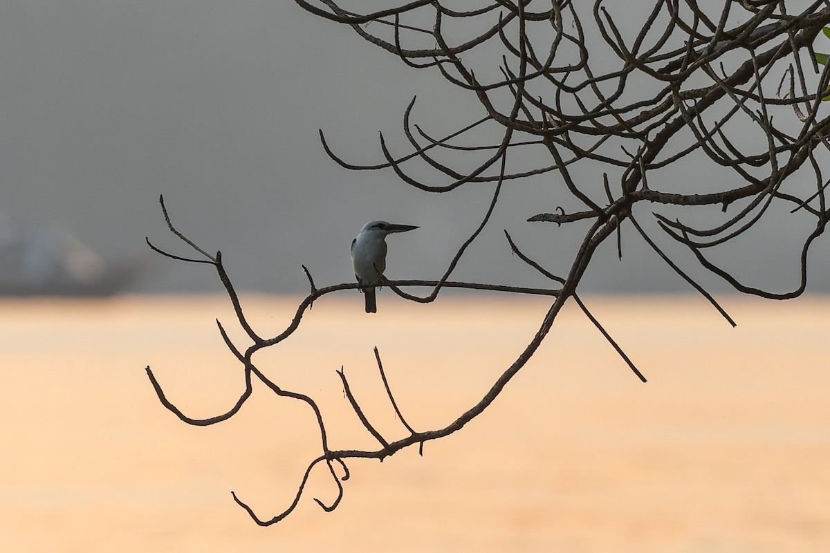 Beach Kingfisher - Dana Cameron