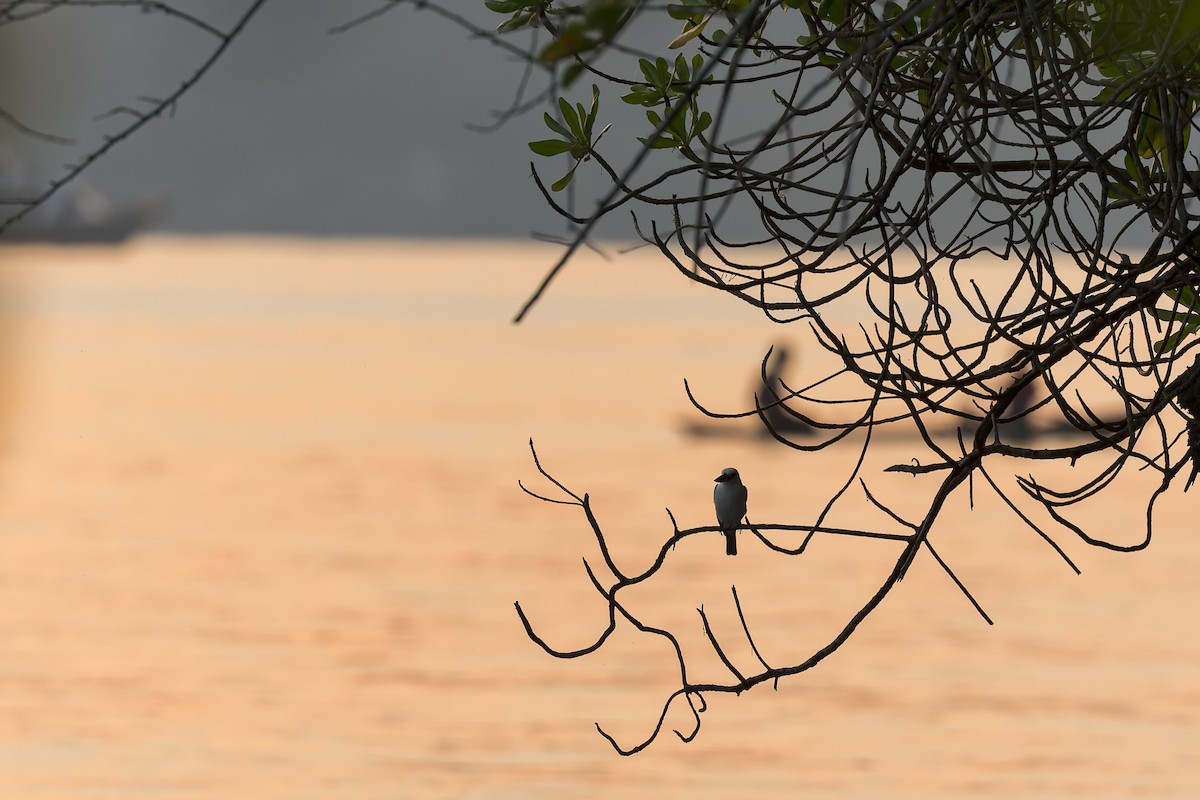 Beach Kingfisher - Dana Cameron