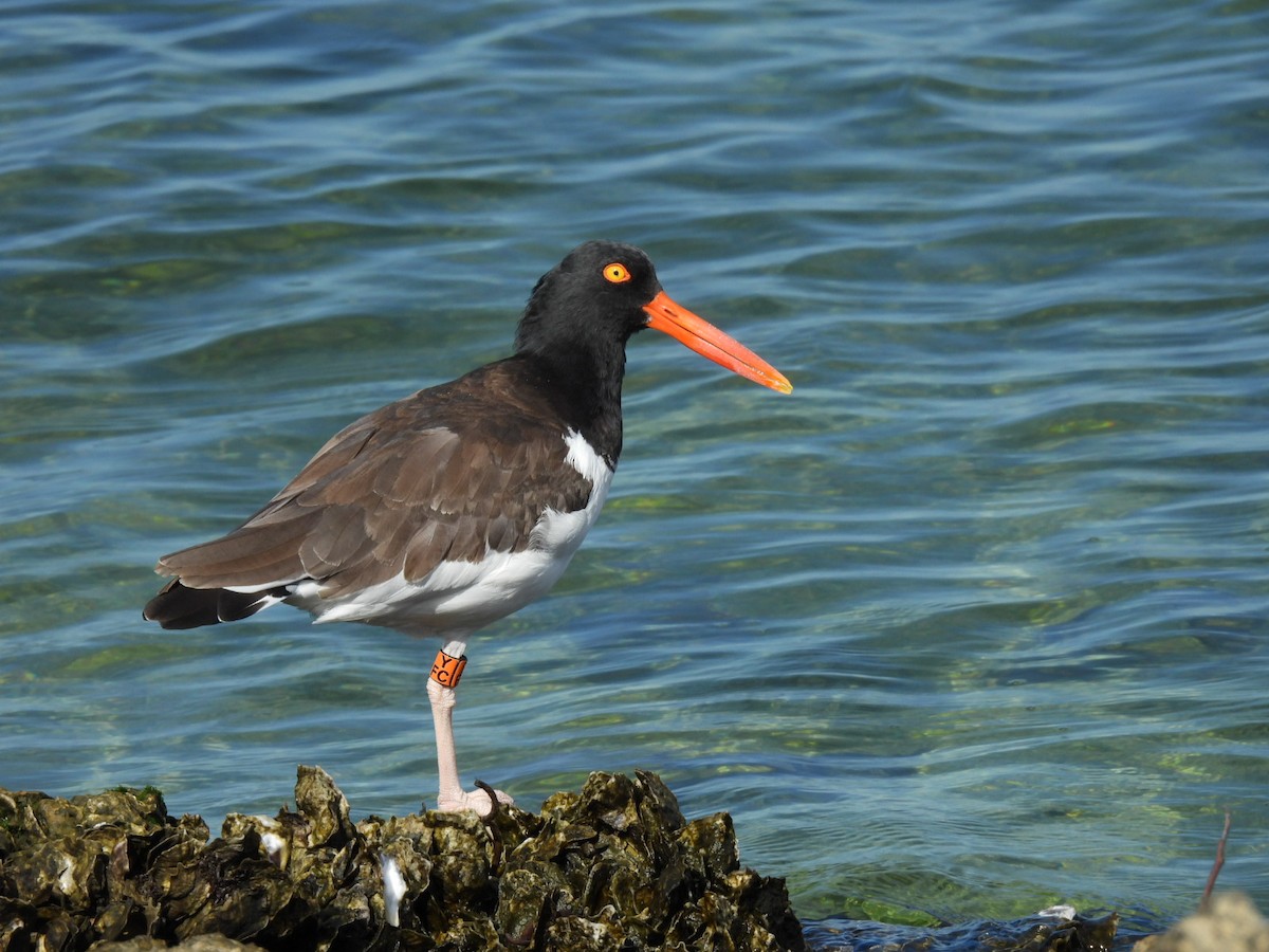 American Oystercatcher - ML615084180