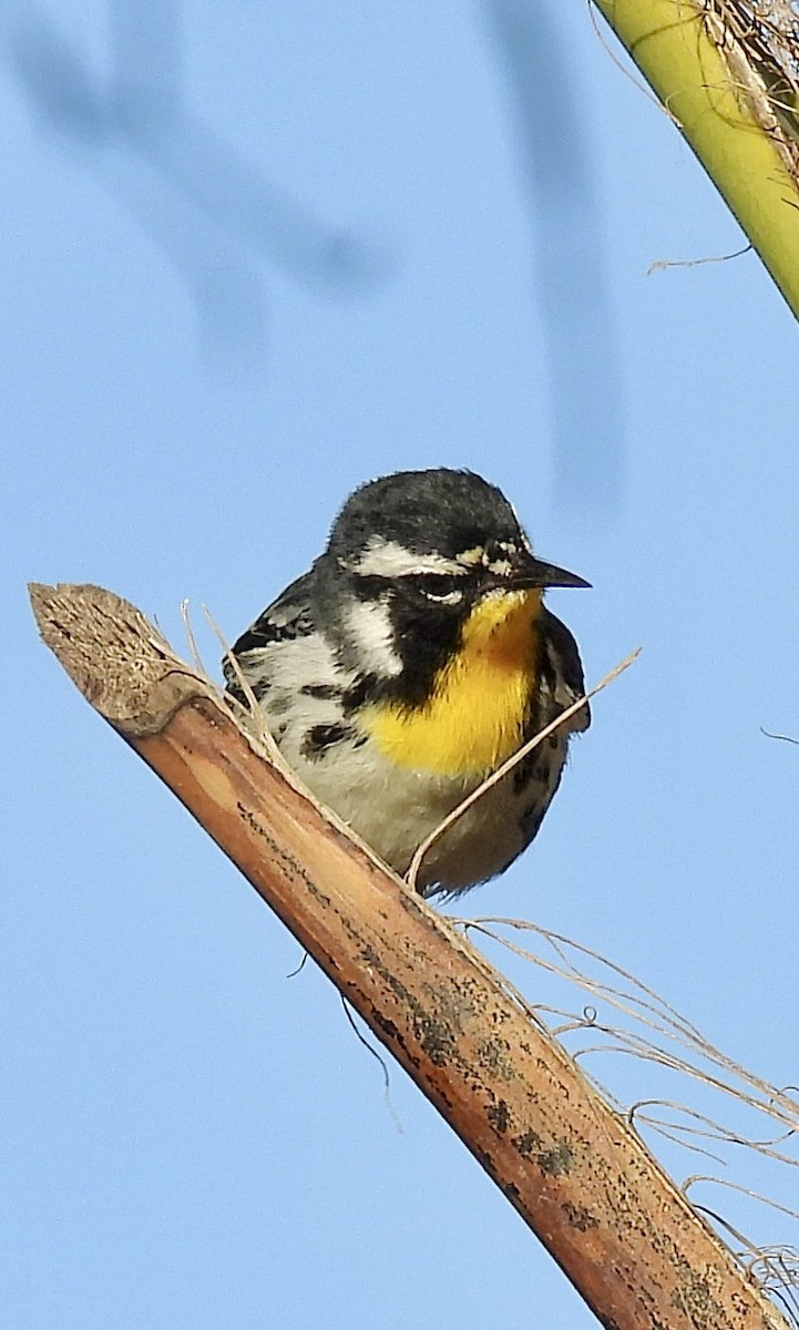 Yellow-throated Warbler - Richard Wakelam