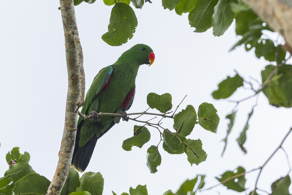 Papuan Eclectus - ML615084185