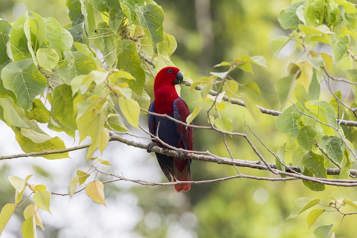 Papuan Eclectus - ML615084186