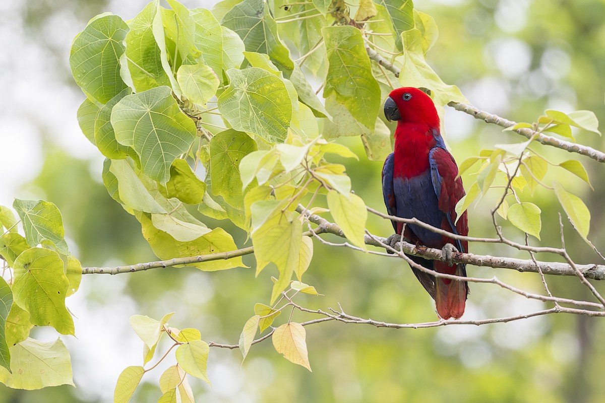 Papuan Eclectus - ML615084187