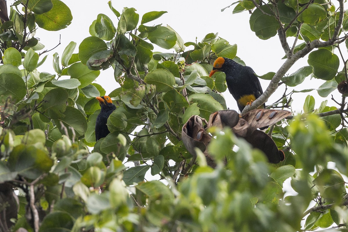 Yellow-faced Myna - ML615084208