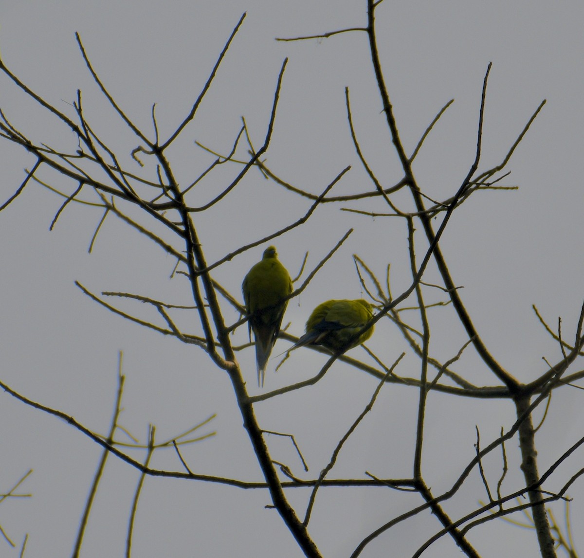 Pin-tailed Green-Pigeon - ML615084260