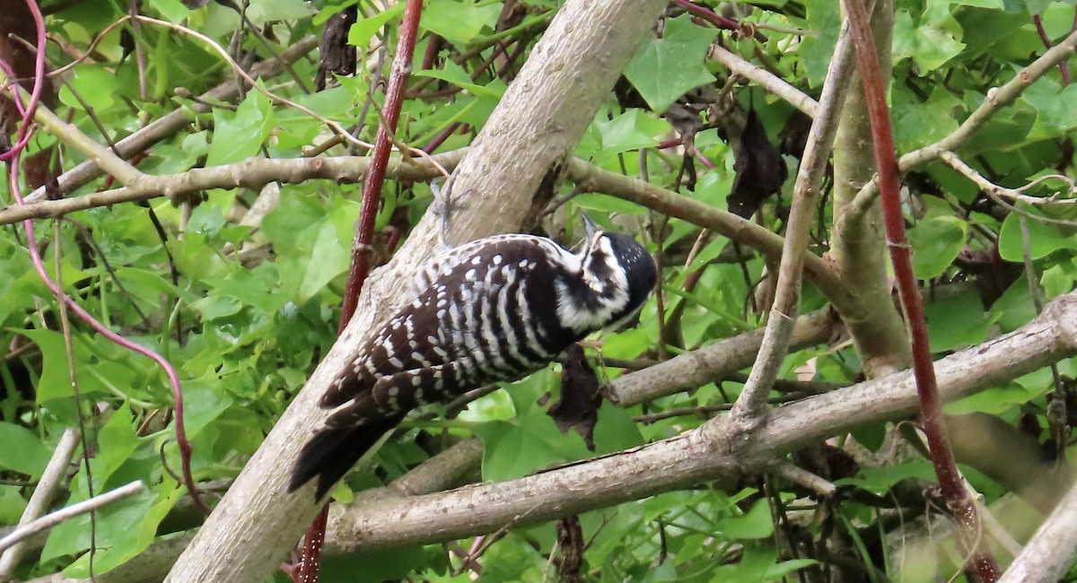 Nuttall's Woodpecker - Petra Clayton