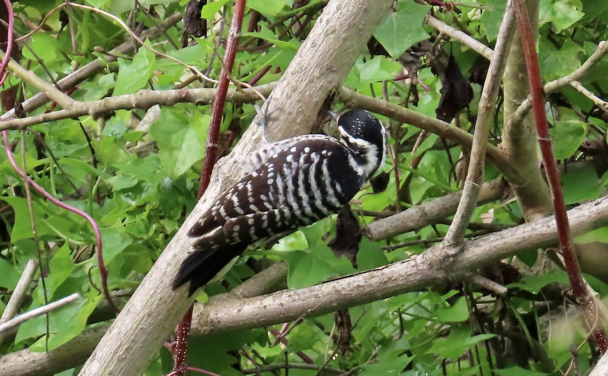 Nuttall's Woodpecker - ML615084275