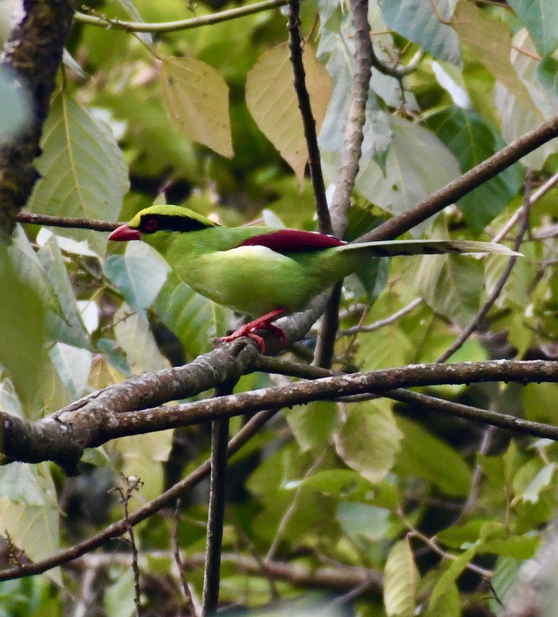 Common Green-Magpie - ML615084284