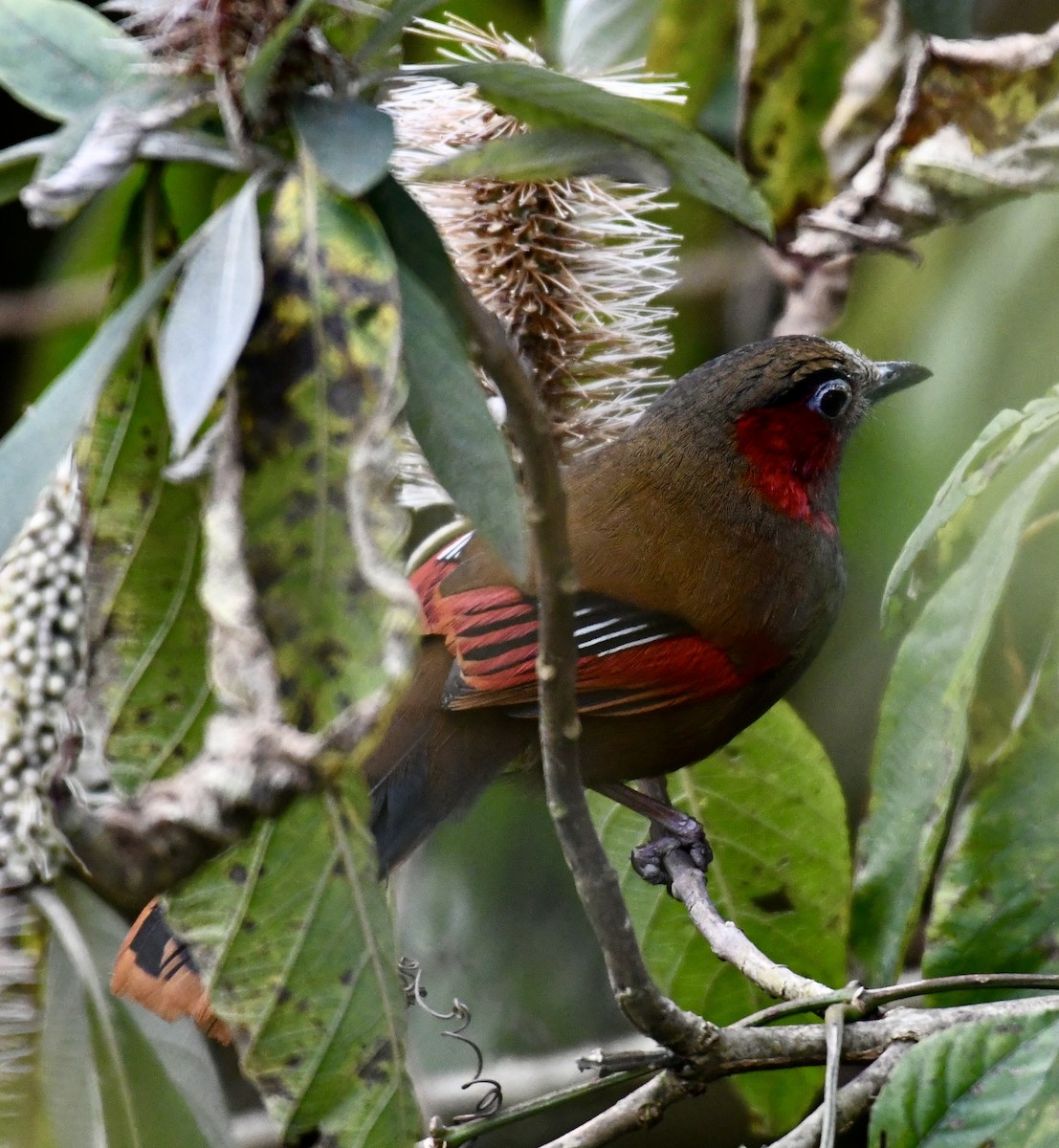 Red-faced Liocichla - ML615084300