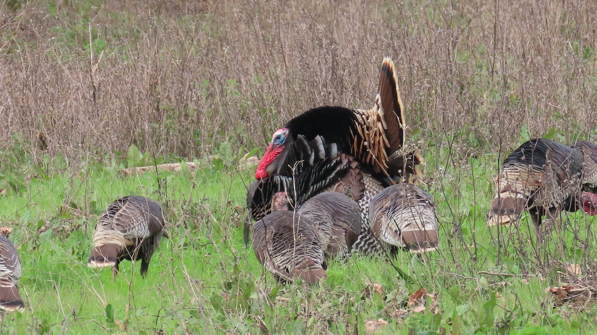 Guajolote Gallipavo - ML615084367