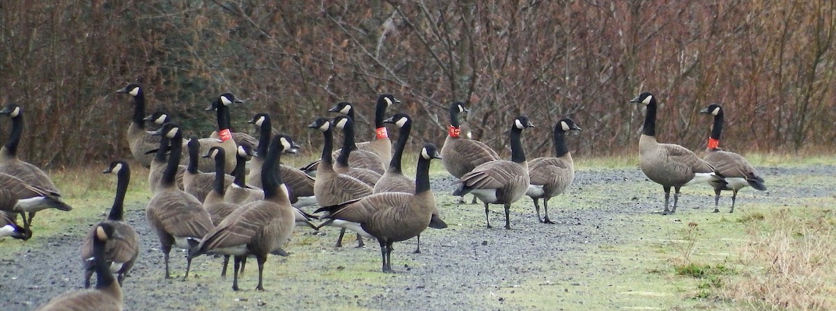 Canada Goose - ML615084411