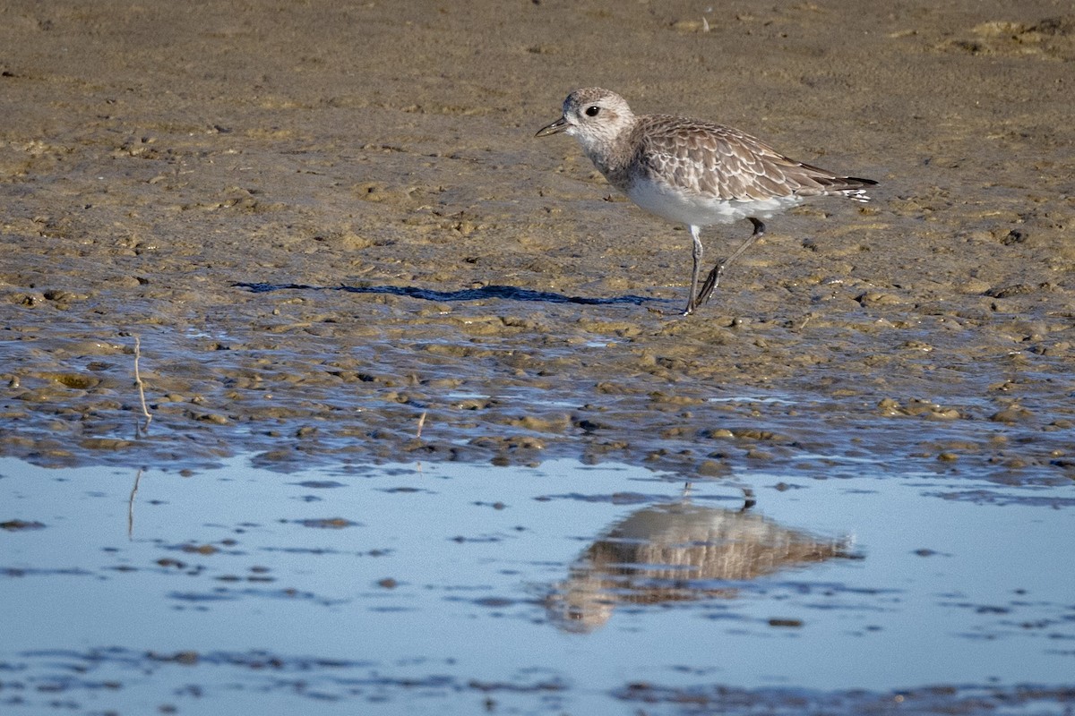 Black-bellied Plover - ML615084424