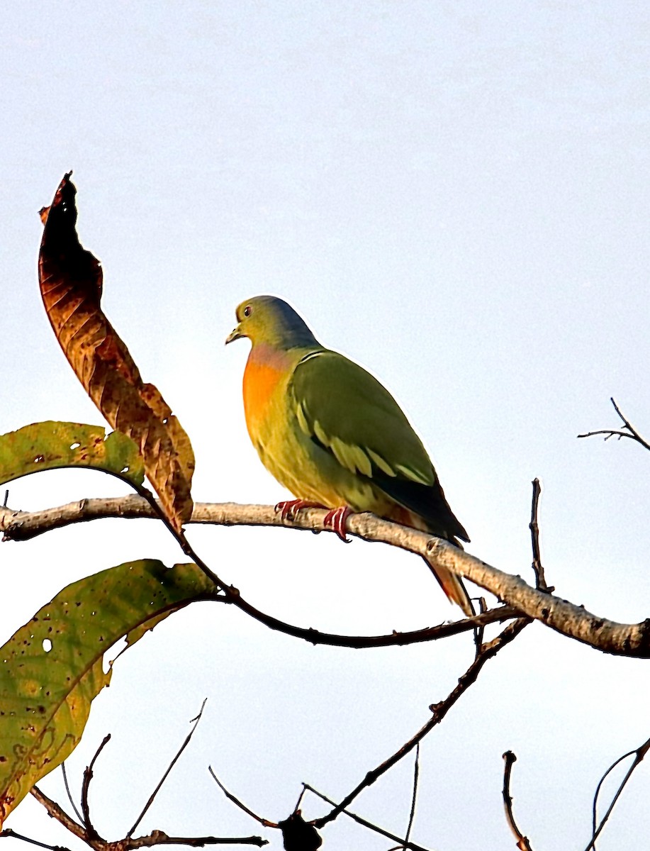 Orange-breasted Green-Pigeon - Amod Gawarikar