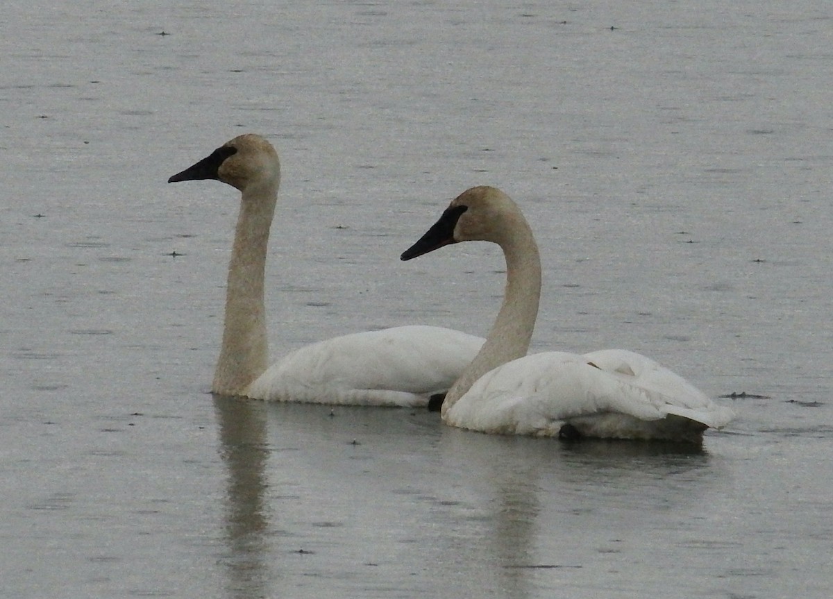 Trumpeter Swan - ML615084472