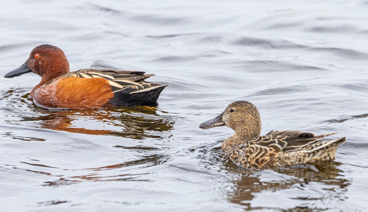 Cinnamon Teal - Ben  Valdez